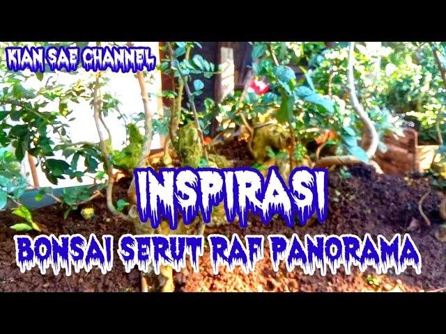 Inspirasi Calon BONSAI SERUT RAF PANORAMA//PANJANG 150 CM