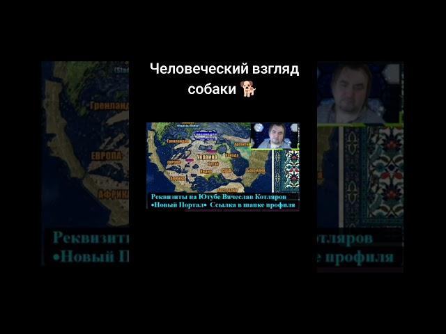 Умный взгляд собаки  #собака #человек #взгляд #душа #реинкарнация