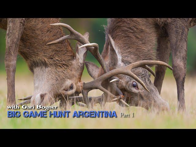 Hunt red deer in Argentina ️+= Big Red deer