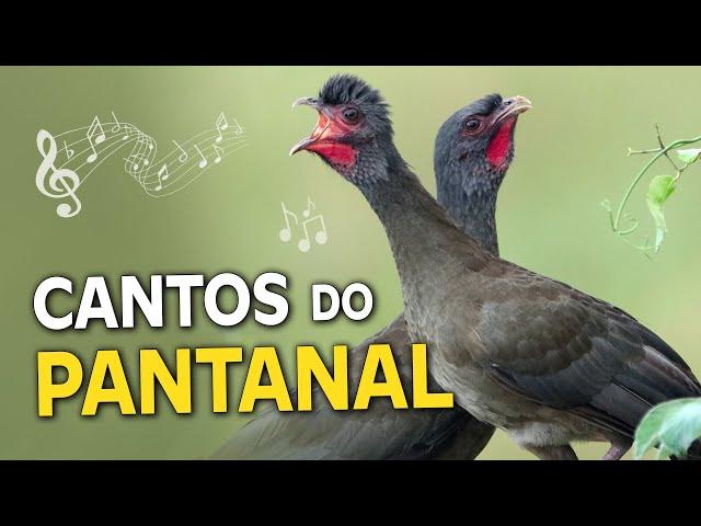 14 CANTOS de AVES DO PANTANAL | Trinca-ferro-gongá, aracuã, catatau e outros pássaros do pantanal