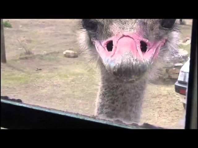 "Amusing Ostrich" pecking insects from window