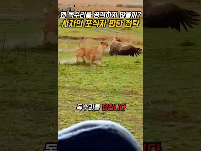 사자가 독수리를 공격하지 않은 이유 – 포식자 판단 전략 해설