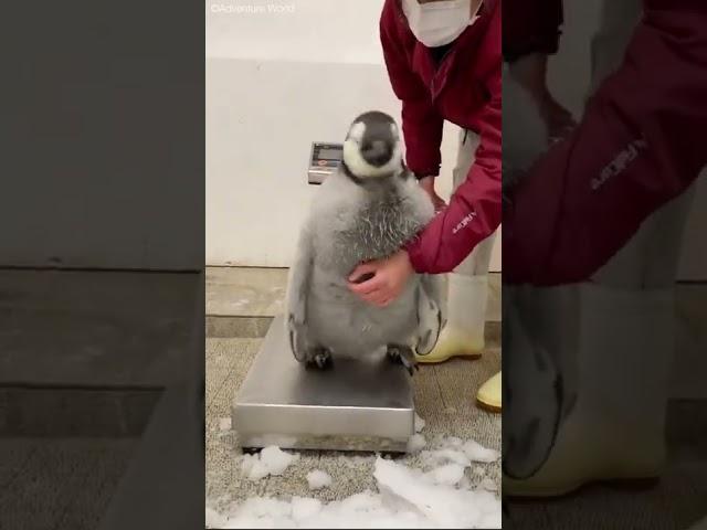 Взвешивание пингвина