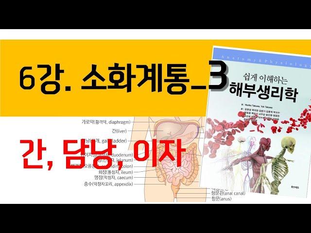 6강. 소화계통 3) 간, 담낭, 췌장(이자)