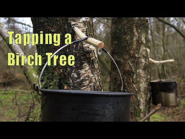 How to Tap for Birch Sap | Tapping A Tree