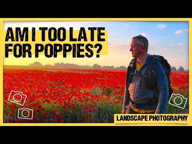 Poppies at Dawn | A Beautiful Morning of Landscape Photography