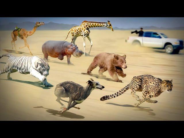 100 Fastest Animals On This Planet