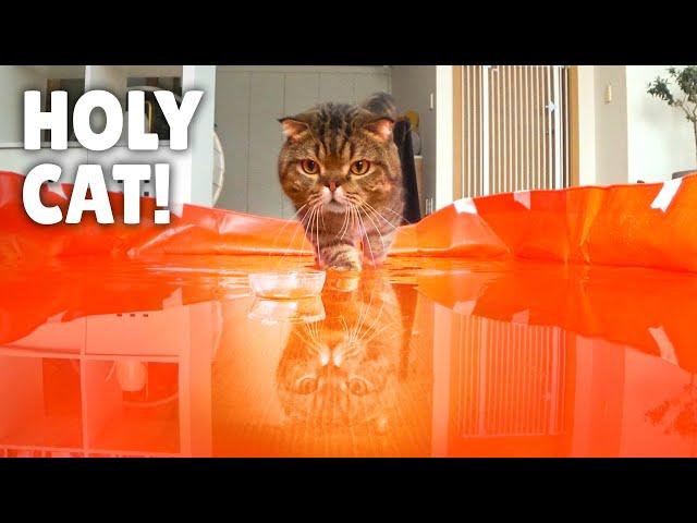 LuLu Dove Into the Water! | Kittisaurus