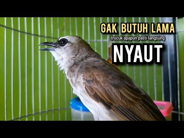 trucukan gacor ROPEL PANJANG pancingan trucukan agar bunyi JADIKAN burung trucuk gacor EMOSI