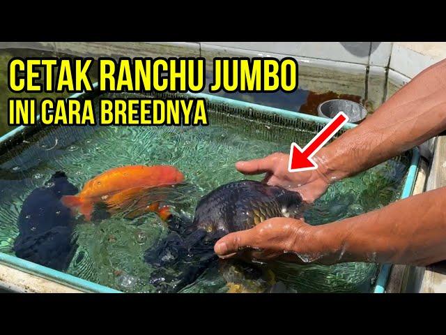 Cetak Ranchu Jumbo, Ini Rahasia Breed Mas Koki dari Brian Reivan