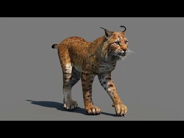 Animated Lynx 3D Model for Download | @PROmax3D