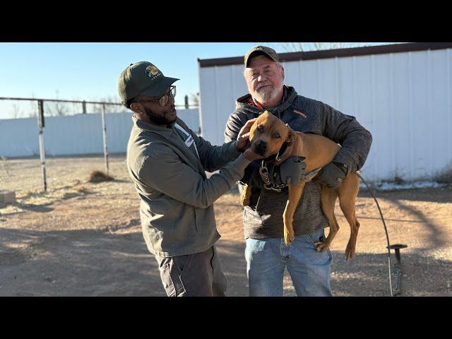 Nigerino History: Mr. Terry’s Nigerino Dogs Yard Tour 2025 & Hand Selecting my Foundation [ReUpload]