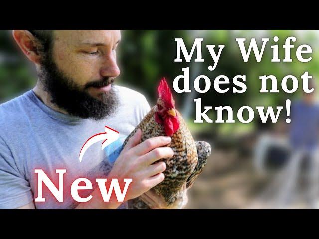 My Wife Doesn't Know We Got a New Animal | Rooster-Gate