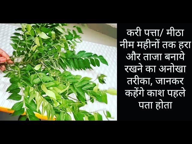 करी पत्ता को लंबे समय तक  हरा और ताजा रखने का अनोखा तरीका  / how to store Curry Leaves