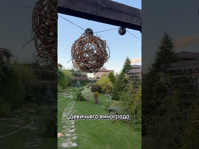 Декор из лозы девичьего винограда
