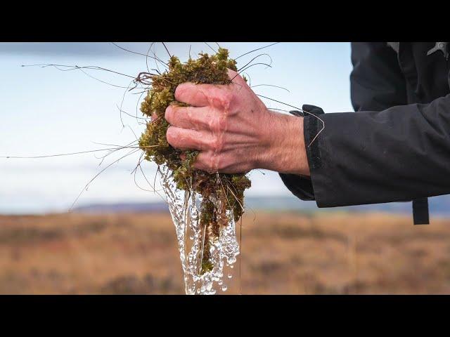 LIFE Welsh Raised Bogs