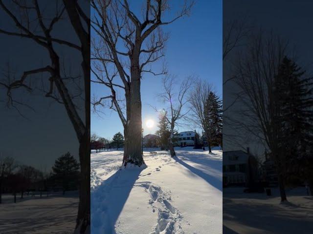 Beautiful Park to chill in winter #relaxing #snow #white #winter #sunset