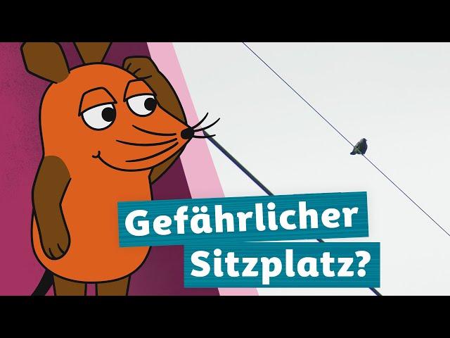 Wieso bekommen Vögel auf der Oberleitung keinen Stromschlag? | Die Maus | WDR