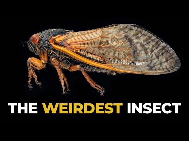 The Insane Biology of: The Cicada