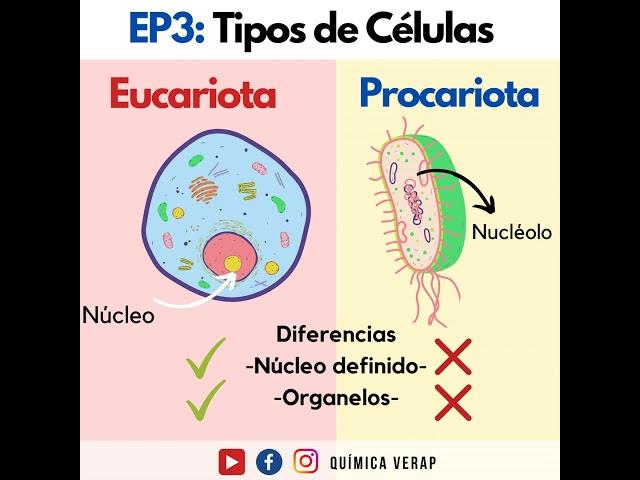 Células eucariotas y Procariotas - Podcast de Ciencia