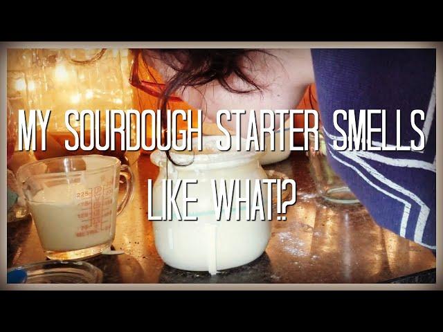 Stinky Starter | Reviving Sourdough Starter | HOMESTEAD DREAMING