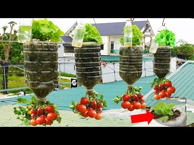 2 In 1 Hanging Garden To Grow Lettuce And Tomatoes, No Need For A Garden