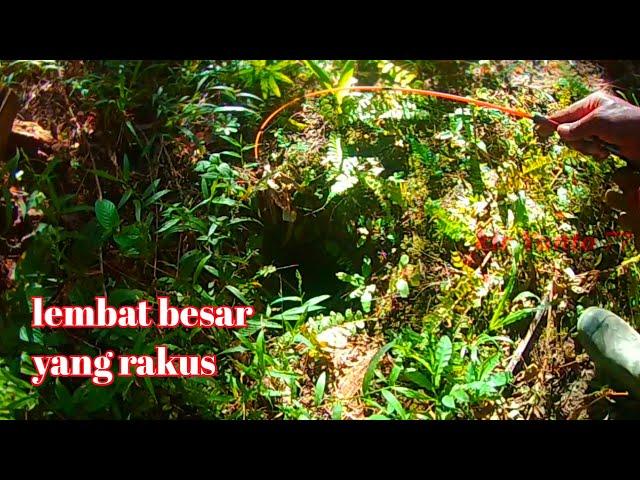 MANCING LEMBAT BESAR YANG SUPER GANAS || kir Yanto 77