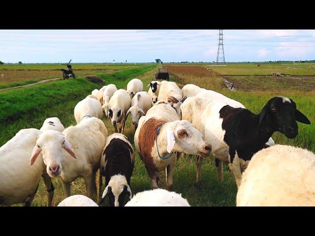 ANAK KAMBING SAYA - happy sekali kambing kambing ku