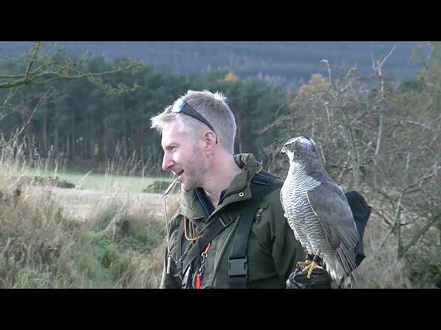 Goshawk on Pheasants over a Pointer and Spaniel.