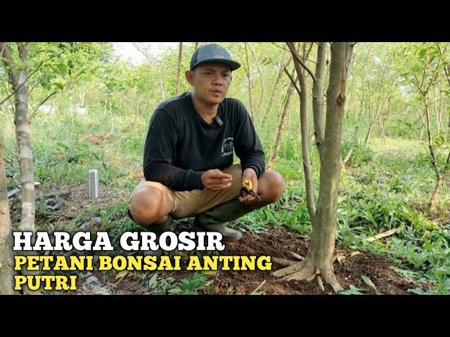 HARGA GROSIR BONSAI ANTING PUTRI!! LANGSUNG PETANI AY BONSAI JEMBER FULL PROGRAMAN