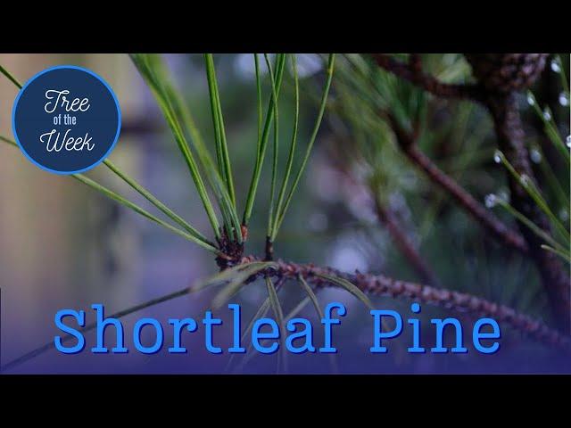 Tree of the Week: Shortleaf Pine