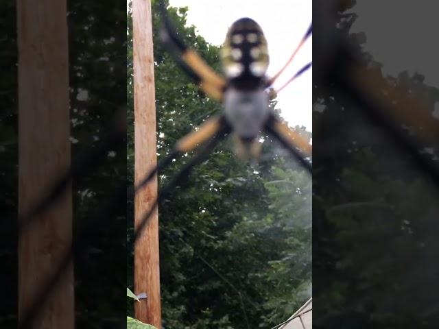 Spider attack!!! Full video on channel