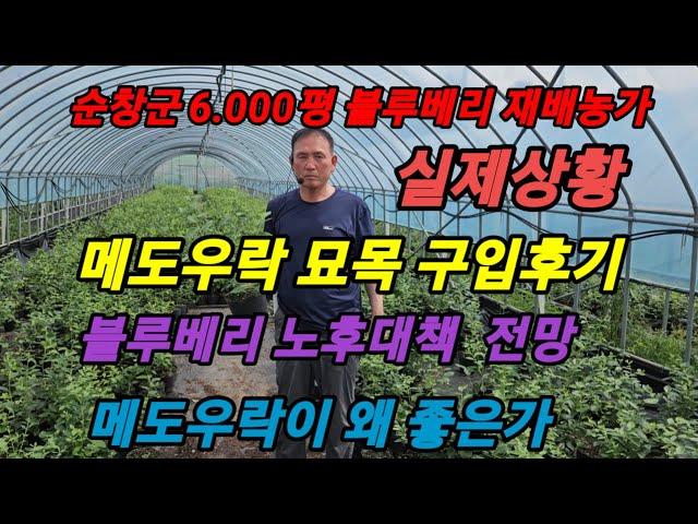 전북 순창군 6.000평 블루베리 재배농가, 약 10회에 걸쳐 메도우락 묘목을 구입하게 된 경위 #메도우락 전문농장육성 #메도우락 묘목판매(010 8895 4161)#노후대책