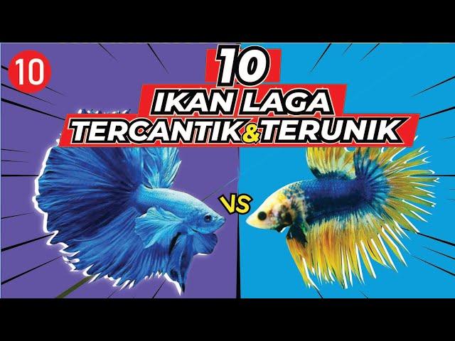 10 Ikan Laga paling CANTIK, RARE dan UNIK, sesuai untuk perhiasan dalam rumah.