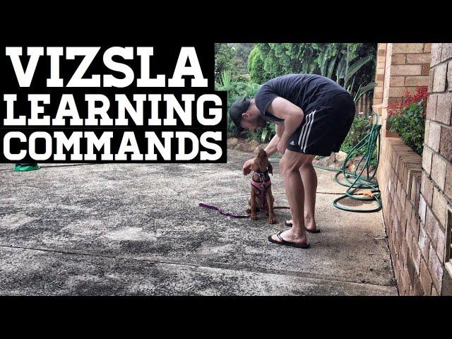 Vizsla Training Engagement Goes A Long Way