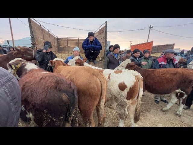 ХОРАЗМ УРГАНЧ МОЛ БОЗОРИ  БОКИЛАДИГАН ЁШ НОВВОСЛАР 10-НОЯБР ЭРТАЛАБГИ САВДОЛАР !!! ХОРАЗМ БОЗОР