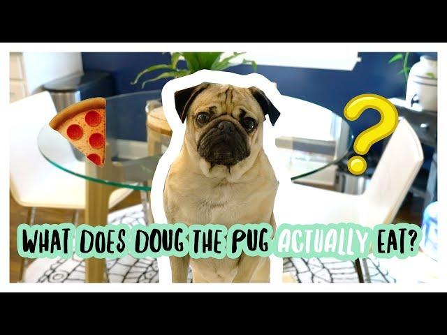 What Does Doug The Pug ACTUALLY Eat?