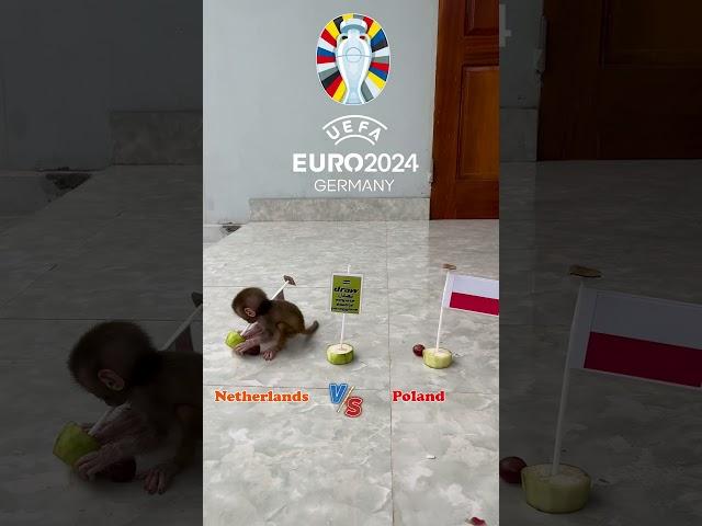 Little monkey predicts the results of the football match between Poland and the Netherlands Euro2024
