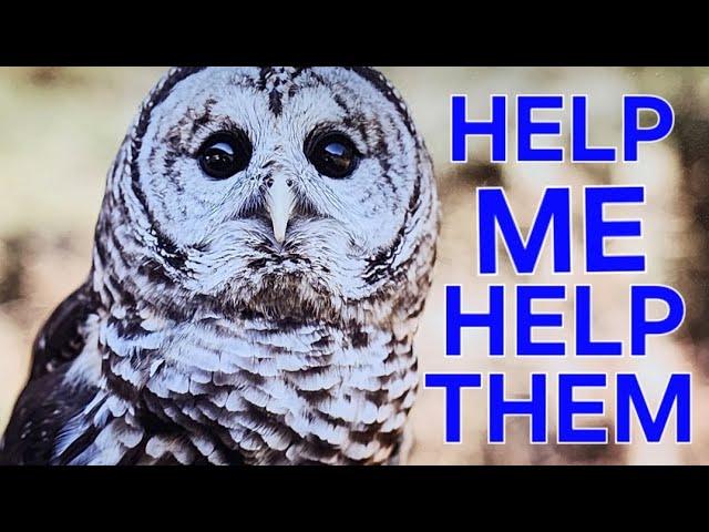 NATURE'S JEWELRY: COME MEET MY FRIEND MISSY, OWLS HAWKS & MEDINA RAPTOR CENTER #eagles #owl #rescue