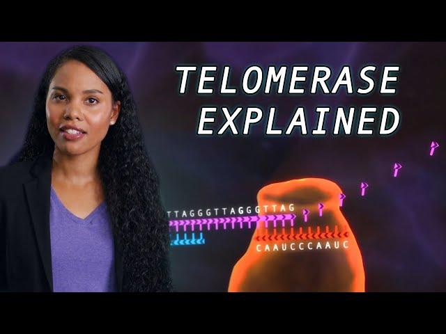 The links between telomerase and aging