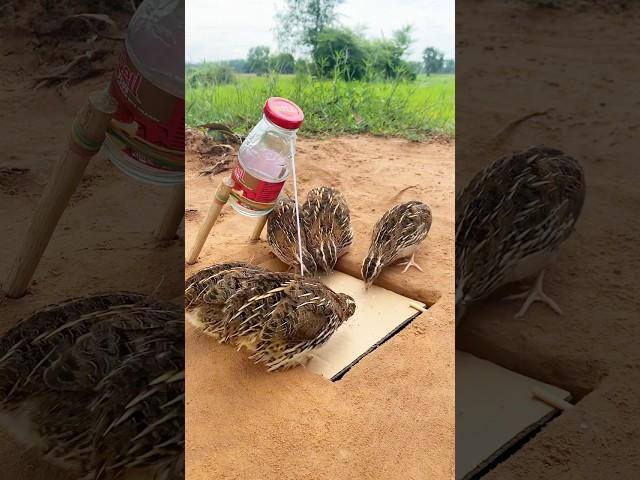 Simple Bird Trap - Amazing Quail Trap #shorts