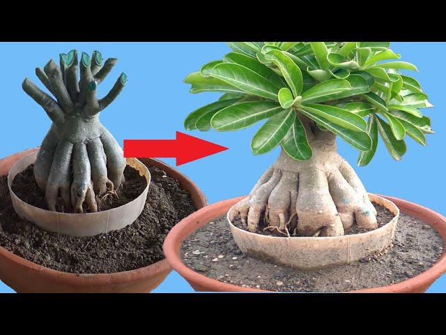 How to Repot Adenium Bonsai from Deep Pot to Shallow Pot