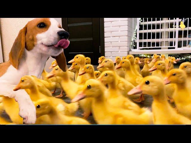 Dog met 100 little ducklings for the first time