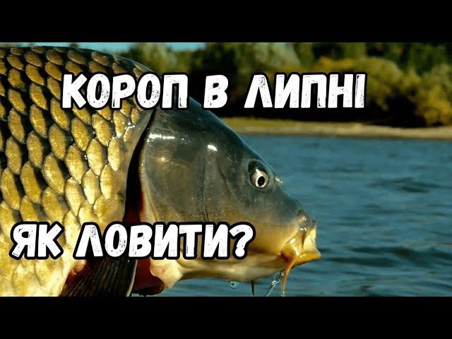 Короп в липні. Як ловити? Де шукати в спеку? Найкращі приманки на коропа.