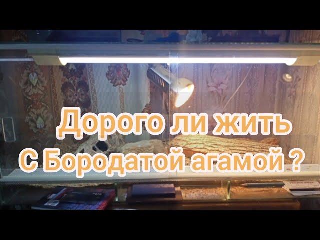 Сколько стоит содержать бородатую агаму | бородатая агама | ящерица в доме | Сколько стоит