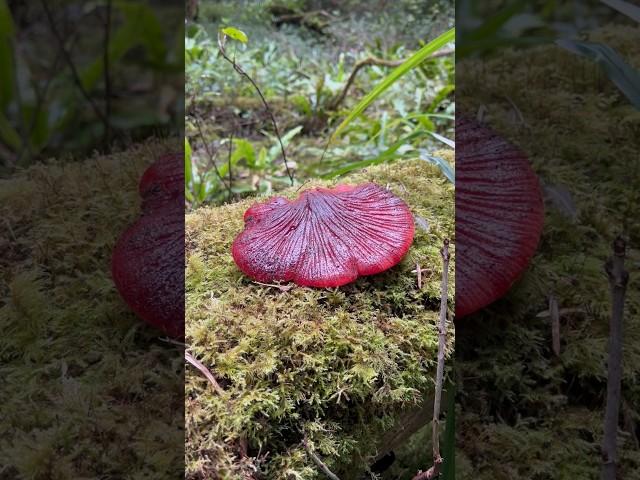 Beefsteak Mushroom   #foraging #mushroom #beefsteakmushroom #wildmushrooms