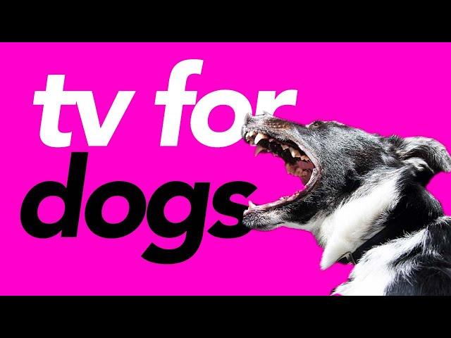 TV For Dogs - Virtual Dog Walk - 20 Hours of Petflix!