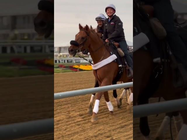 Marlazza galloping at Pimlico 5/17