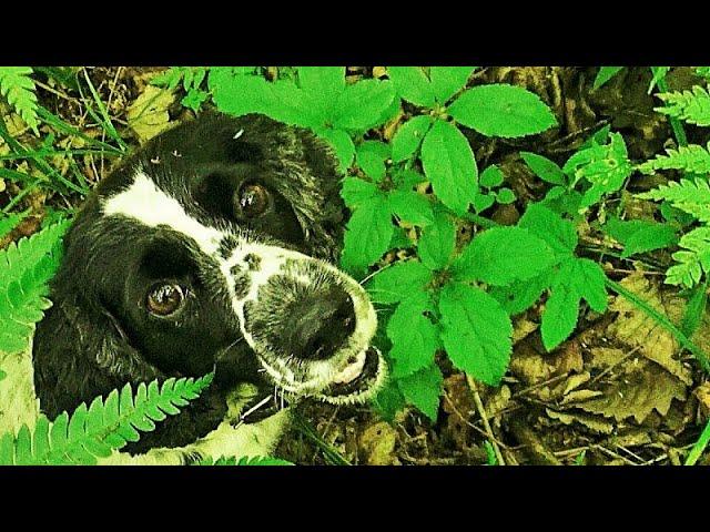 HOW TO TEACH A DOG GINSENG TO SEARCH! Planting GINSENG seeds in the Primorsky Ussuri taiga.