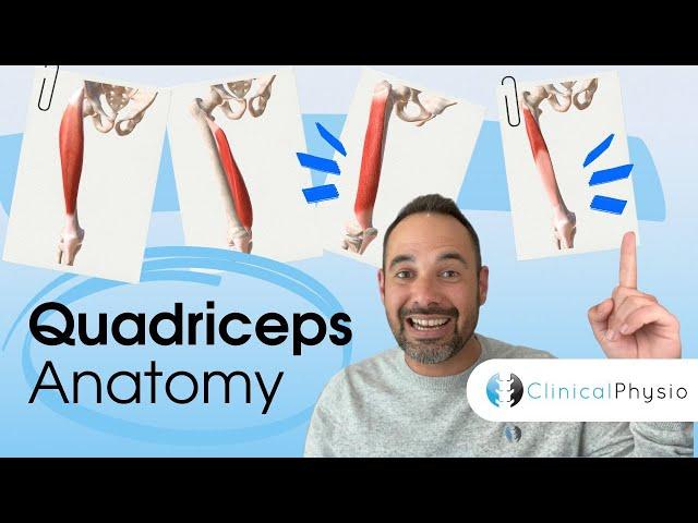 Quadriceps Anatomy | Expert Physio Guide